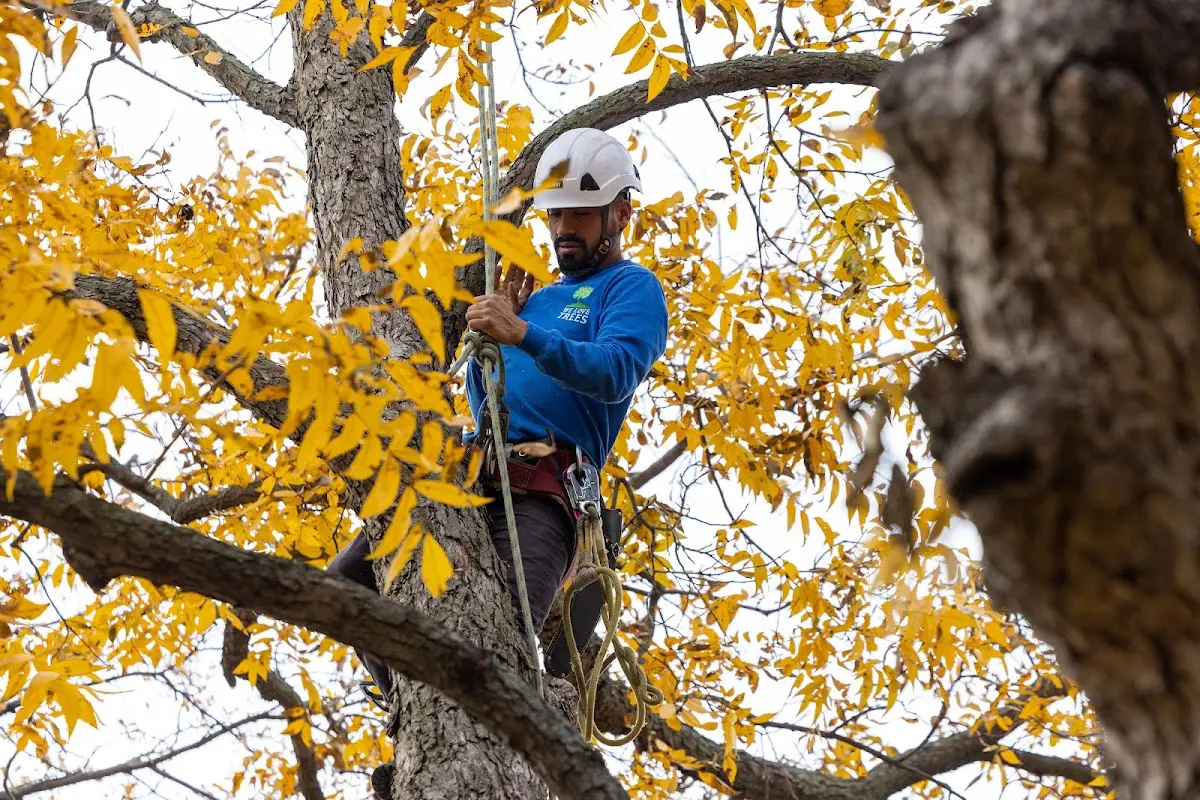 Skilled Tree Pruning crew working in Decatur